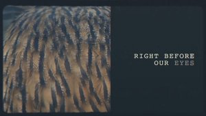 Julian Lennon, Patrick Roberts, and Tommy Emmanuel – “Saltwater”