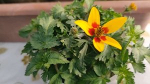 Знакомство с БИДЕНС!