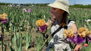 Гофрированный ирис HOLLYWOOD LIGHTS / Сад Ворошиловой