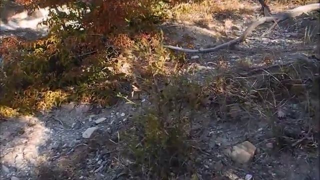 можжевеловый лес / juniper forest смотреть онлайн