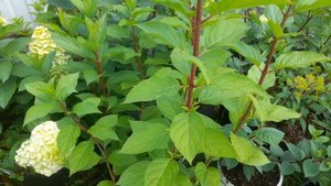 Саженцы гортензии в один ствол.Резать или нет?🤔🌿🌿🌿