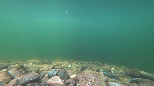 ✅Уловистая блесна Таурагского завода Olimpine смотреть онлайн