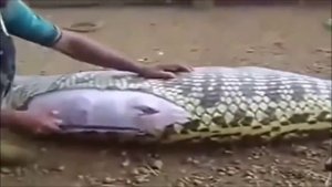 АНАКОНДА ПРОГЛОТИЛА КОРОВУ. самая большая анаконда. большая змея. монстр. жуткое существо сняли