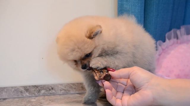 Померанский шпиц~сука оранж 09/08/2020