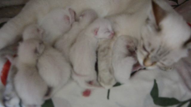 Новые котятки, 4 дня от роду