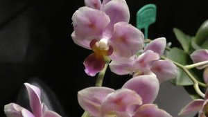 Мои орхидеи прелестницы: Phal. Jc Red Peacock; Phal. Miki Smile