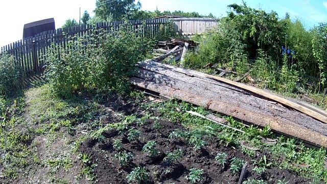 Зверёк Ласка в гости пришла. Кровожадный хищник с милой мордочкой.
