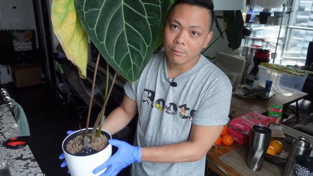 🌱 ALL THE ANTHURIUM PLANT CHORES 💚 Indoor Houseplant Repot, Plant Updates, This Video Is A Mess Hah