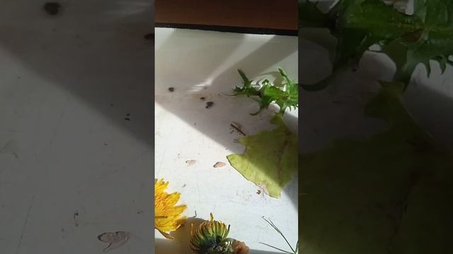 как ухаживать за слизняком в домашних условиях смотреть онлайн