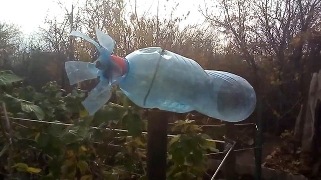 Мои растишки №46 / вертушки от кротов/ удачный опыт