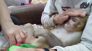 Обезьянка Маруся, стрижка ногтей