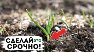 Что делать если озимый чеснок взошёл до морозов? Начал прорастать озимый чеснок что делать?