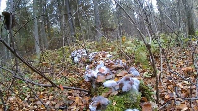 Последние Опята | Как Выглядят Ложные Опята смотреть онлайн