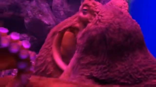 Москвариум. Красный осьминог. смотреть онлайн