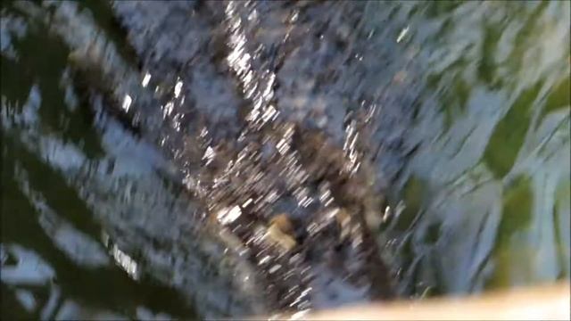 Зверьё моё: крокодиловая ферма. Бретань. Франция смотреть онлайн