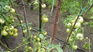 очередное видео про нашу грядку