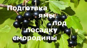 Подготовка ямы для посадку смородины!