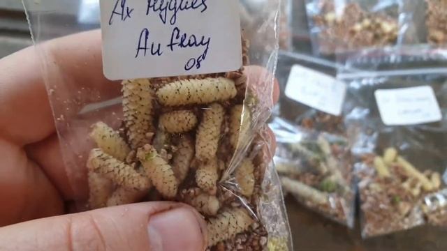 Ахименесы, подготовка на зиму смотреть онлайн