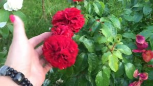 Роза флорибунда Фаерлэнд от Кордеса! Rose Feuerland ???