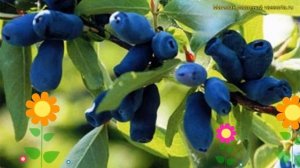 Жимолость съедобная. Краткий обзор, описание характеристик lonicera caerulea лазурит