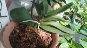 Жду цветение фаленопсисов