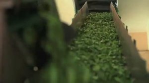 ГРУЗИНСКИЙ ЧАЙ ГУРИЕЛИ  Georgia tea commercial 2012 г