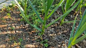 Как растет чеснок.