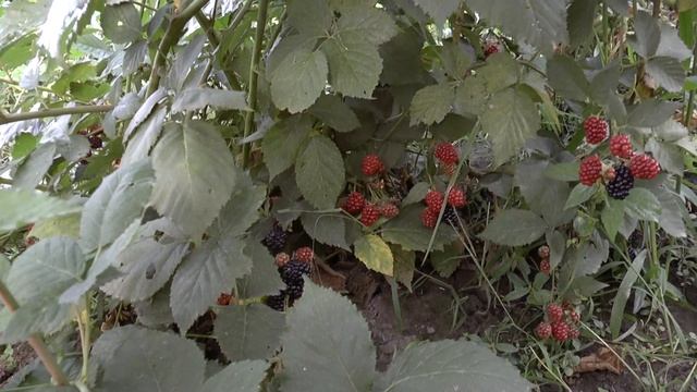 Мой первый сбор урожая ягод крупной бесшипной ежевики Честер Торнлес смотреть онлайн