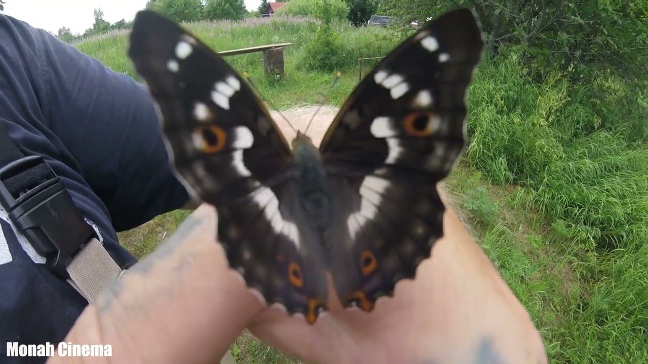 Лепидоптеролог по не воле или что сосёт бабочка. Валера Нектарин и Баба Оля. Супер нектар. смотреть онлайн