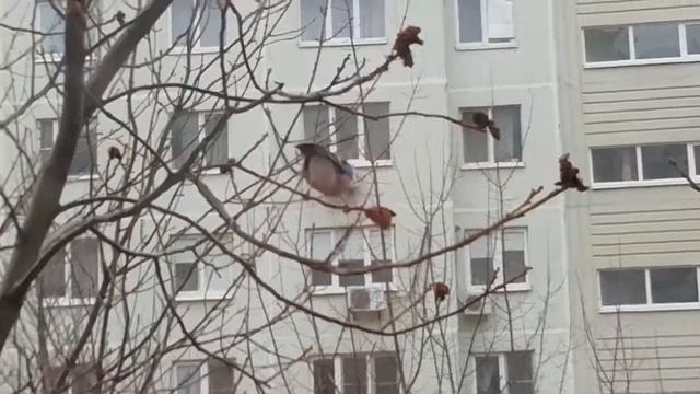 Птица Совка смотреть онлайн