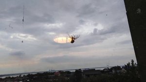 Чурилово (Челябинск). Пауки! 25.06.2023!