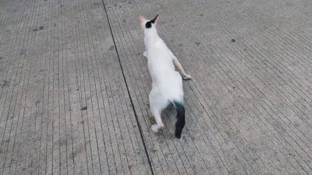 FOREIGNERS react to QUEZON MEMORIAL CIRCLE смотреть онлайн