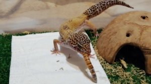 КОРМЛЕНИЕ ЭУБЛЕФАРОВ ЖИВЫМ КОРМОМ / АППЕТИТНЫЕ СВЕРЧКИ И ЗОФОБАС ДЛЯ НАШИХ РЕПТИЛИЙ :)