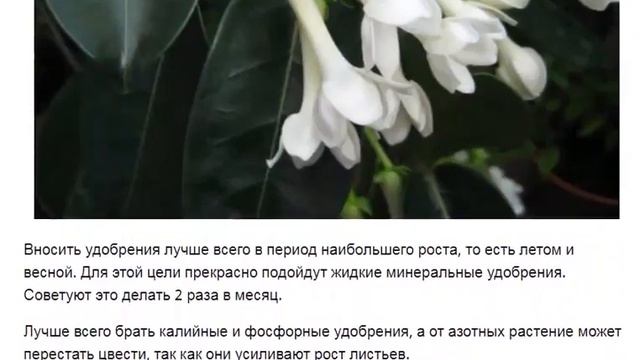 Стефанотис Цветы домашние садовые Посадка и уход смотреть онлайн