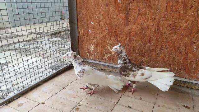 Голуби гданьский сокол/Danzig Highflyer pigeons. смотреть онлайн