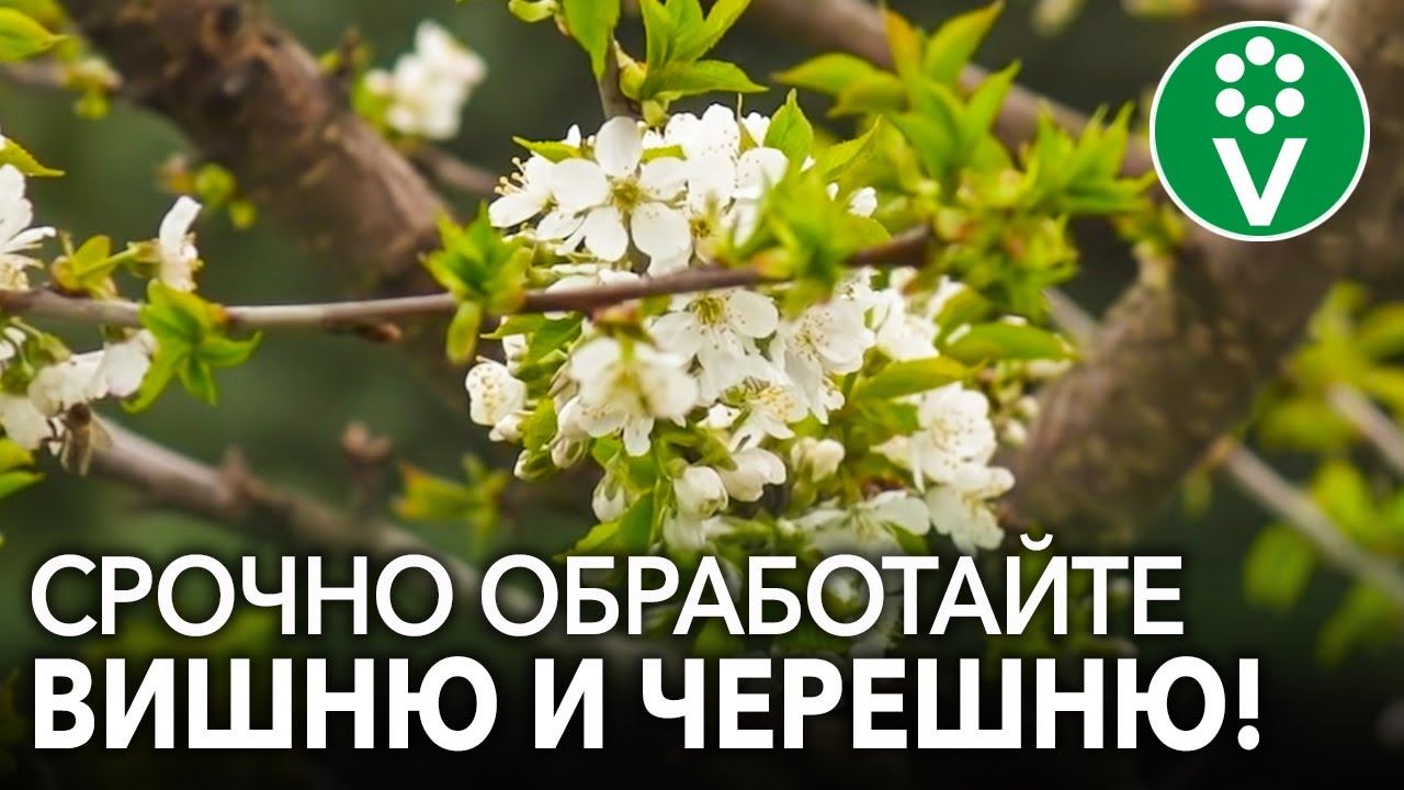 ОБЯЗАТЕЛЬНО ОБРАБОТАЙТЕ ВИШНЮ, ЧЕРЕШНЮ В ЭТИ СРОКИ! Как и когда защитить косточковые весной?!