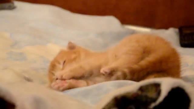 Шотландский рыжий вислоухий