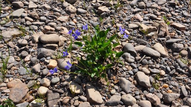 3 дня в верховьях Пижмы. 2-3 часть. смотреть онлайн