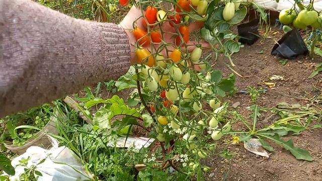 Томат черри "щербет" смотреть онлайн