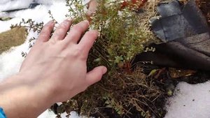 Жимолость Scoop. Lonicera nitida Scoop (‘Chalons’)