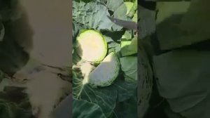 Капуста...сорт Алина...9 руб