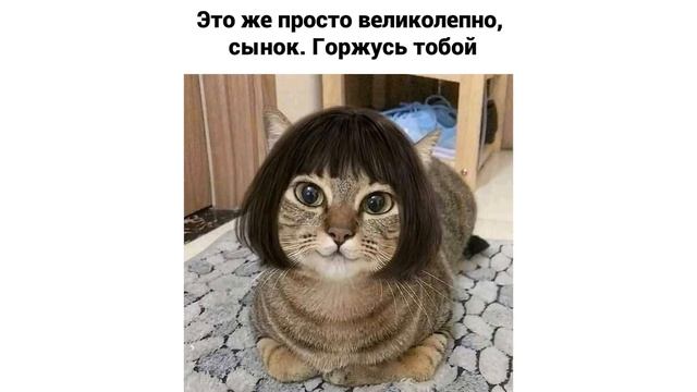 КАК КОТЫ ПРИЗНАЮТСЯ В ЛЮБВИ))) Приколы с котами | Мемозг 695 смотреть онлайн