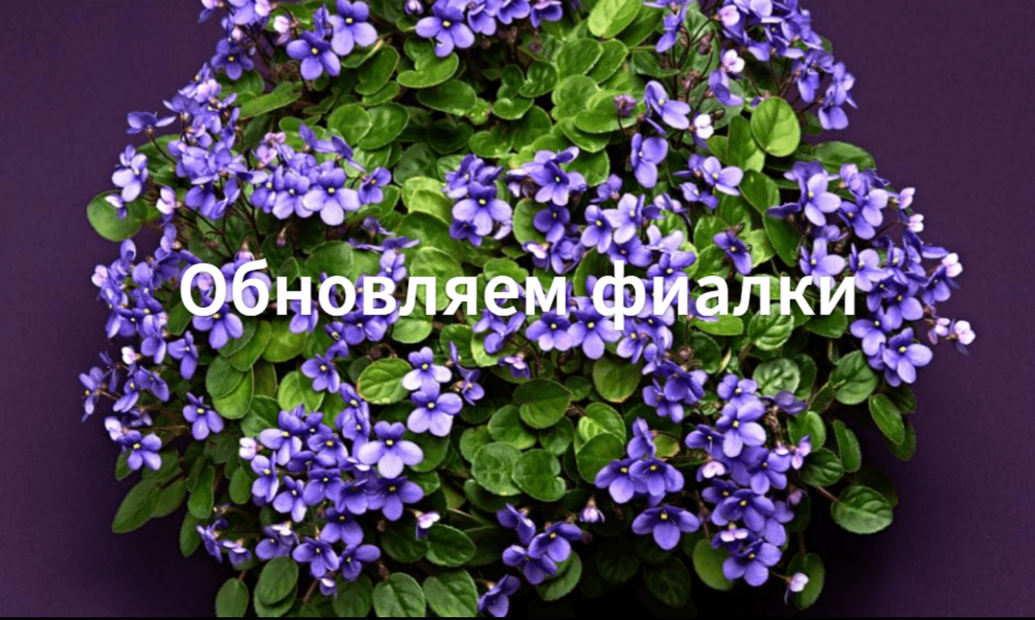 Как пересадить фиалку. Обновление фиалки. смотреть онлайн