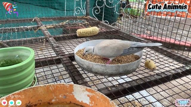 Farm Animal Sounds - Kitty, Foumart, Rabbit - Animal Sound Effect