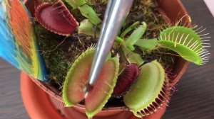 ХИЩНОЕ РАСТЕНИЕ Венерина мухоловка в КВАРТИРЕ (Dionaea muscipula)