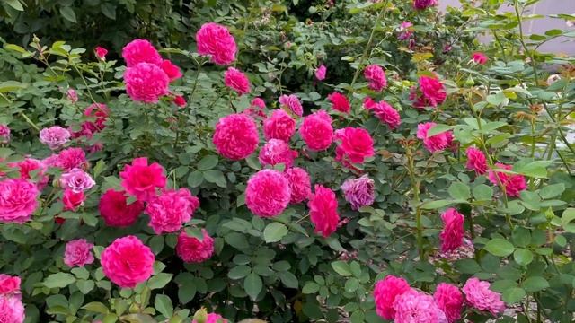 Розы и сентябрь в средней полосе России! Осенние звёзды моего сада? с названием сортов роз! смотреть онлайн