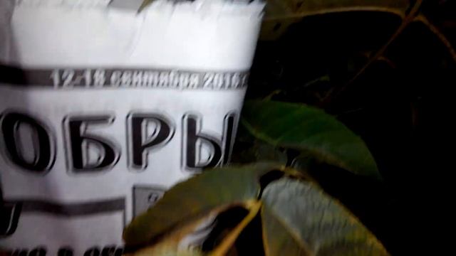 Уникальные сорта ореха. Кочерженко
