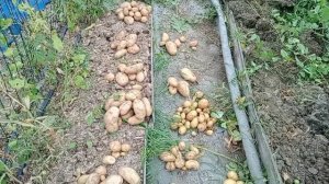 Обзор картофеля сорта Варяг и Гала. Картофель без окучивания.