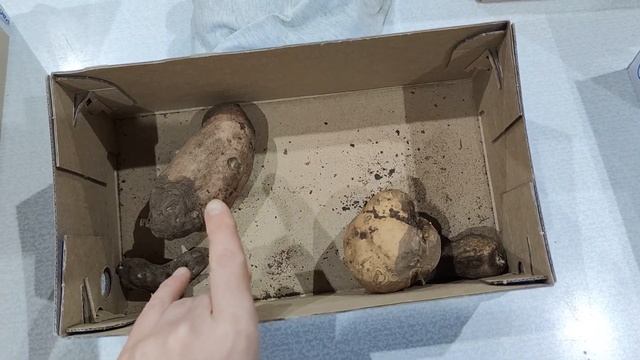 Клубни калл проросли рано. Проращиваю клубни ипомеи батат.