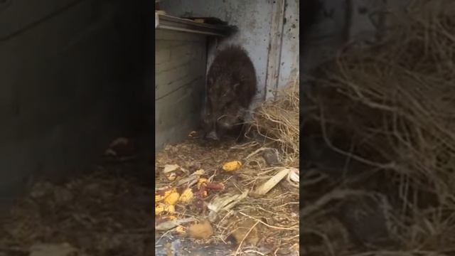 поймали кабанчика